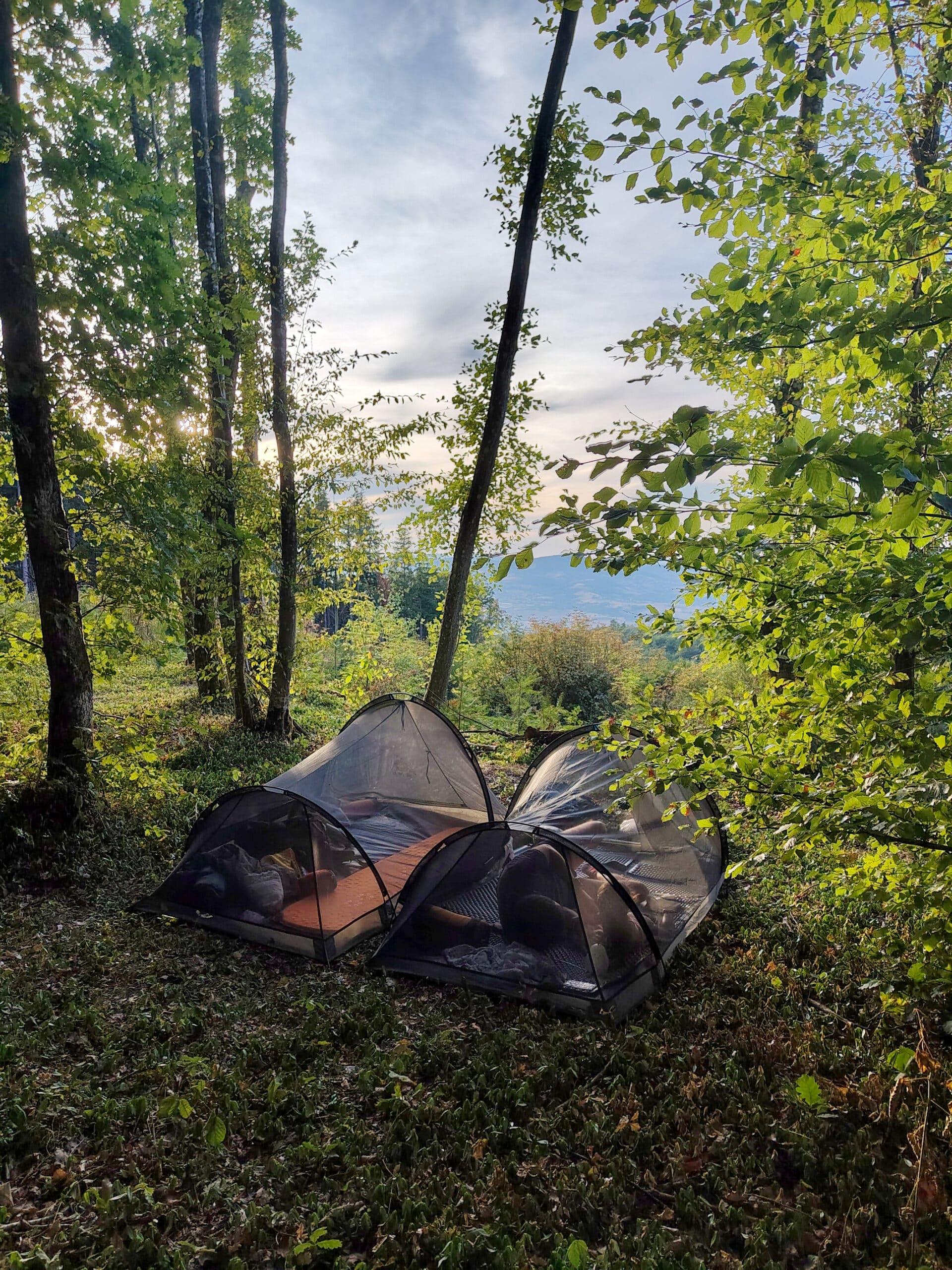 tentes dans une forêt